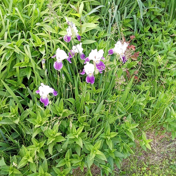 Meet your Posher, Carol - Picture 3 of 6